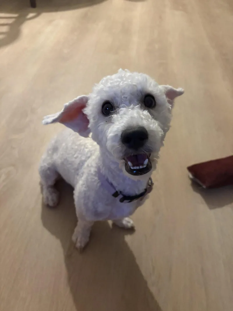 An adult small-sized female Poodle dog named Lucy for adoption in Corona, CA