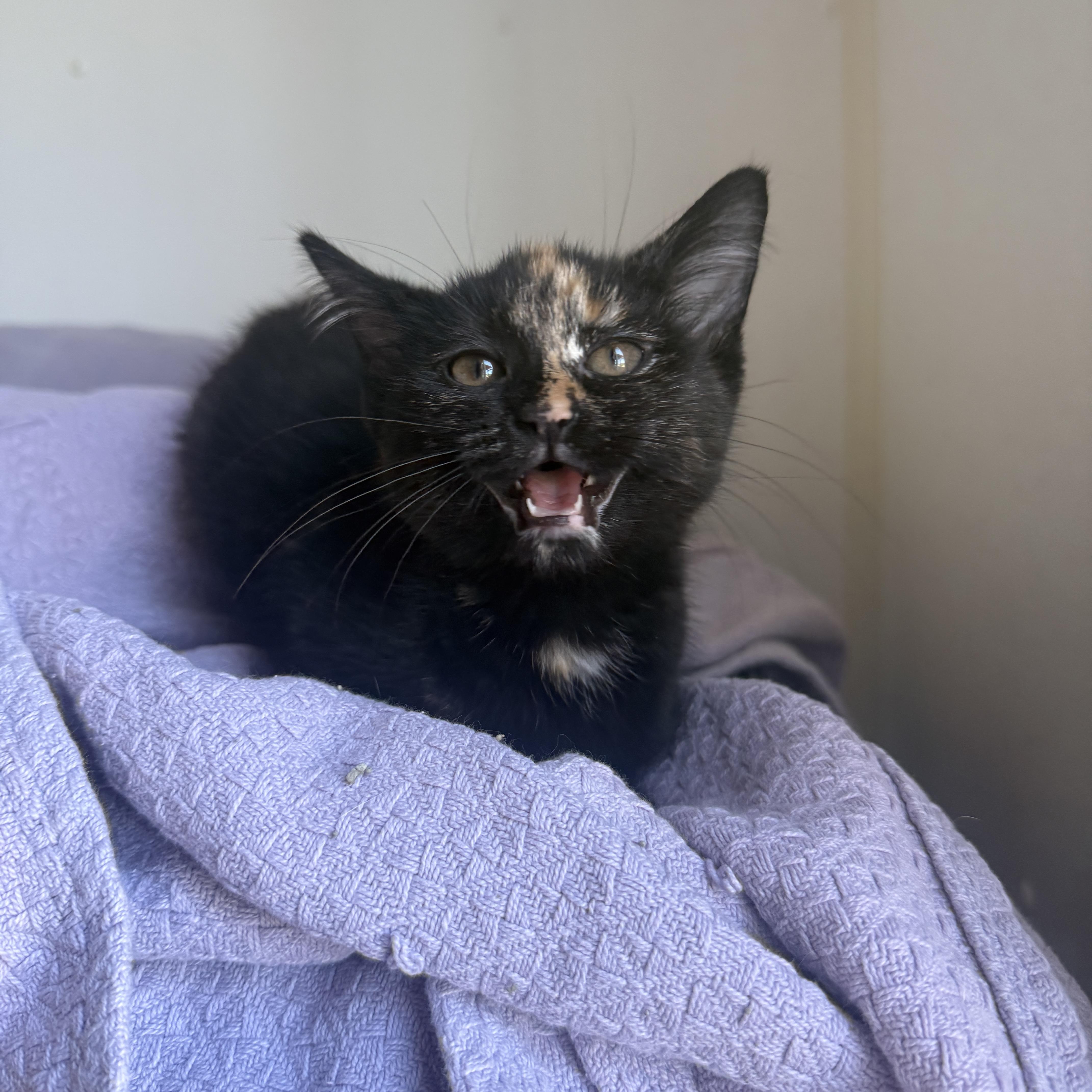 A baby small-sized female Tortoiseshell cat named Sundae for adoption in Auburn, NE