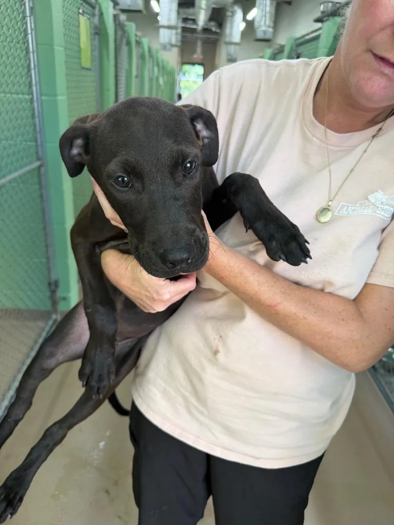 A baby medium-sized female Labrador Retriever dog named Turnipgreen for adoption in Nacogdoches, TX