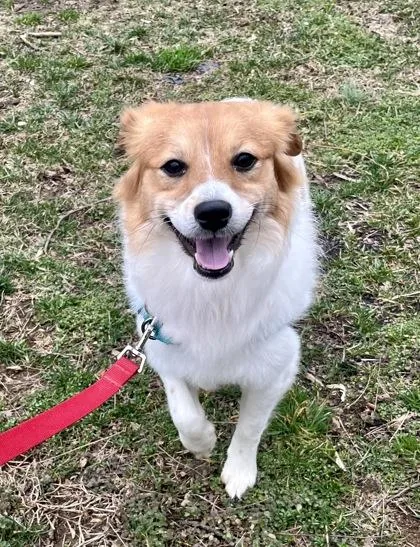 A young small-sized male Yellow / Tan / Blond / Fawn Pomeranian dog named Rookie for adoption in Annapolis, MD