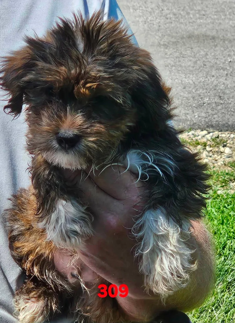 A baby small-sized male Yellow / Tan / Blond / Fawn Shih poo dog named Chili for adoption in Twin lakes, WI