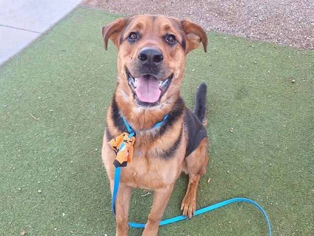 An adult large-sized male German Shepherd Dog dog named Arthur for adoption in Phoenix, AZ