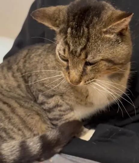 Larry The Toughlooking