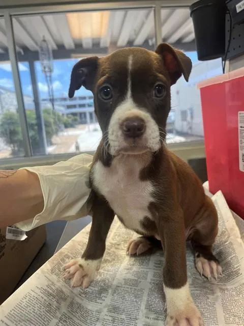 A baby small-sized male Mixed Breed dog named Sweet Tea for adoption in Jacksonville, FL