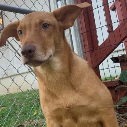 A young medium-sized male Red / Chestnut / Orange Mixed Breed dog named Charly for adoption in Tyler, TX