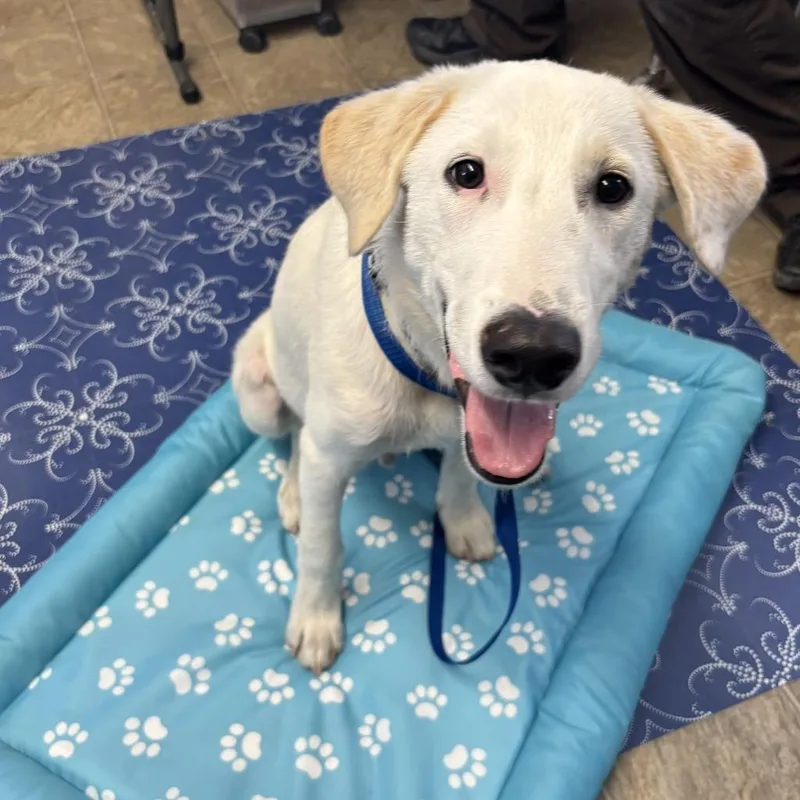 A baby medium-sized male Labrador Retriever dog named Biscuit for adoption in Sunnyvale, TX