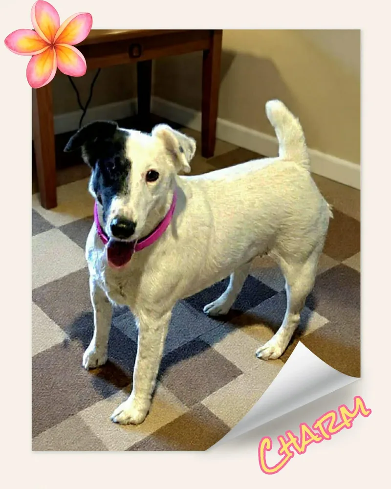 An adult small-sized female Black Fox Terrier dog named Charm for adoption in Grove, OK