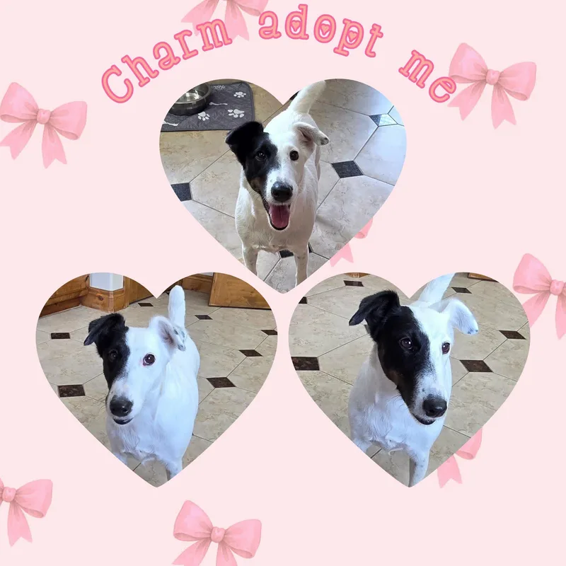 Charm thumbnail 2