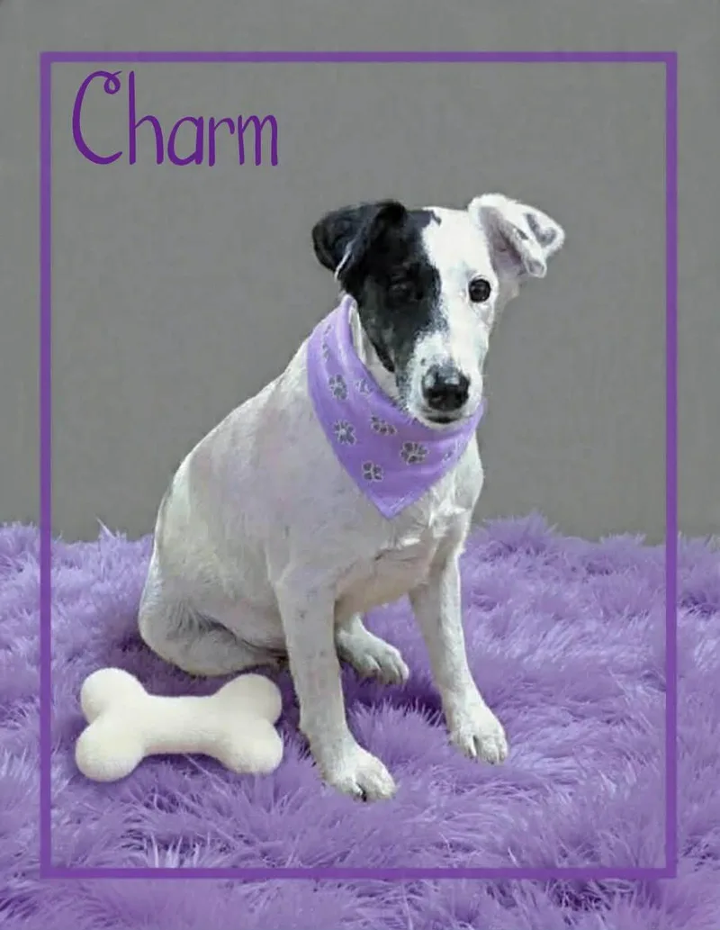 Charm thumbnail 3