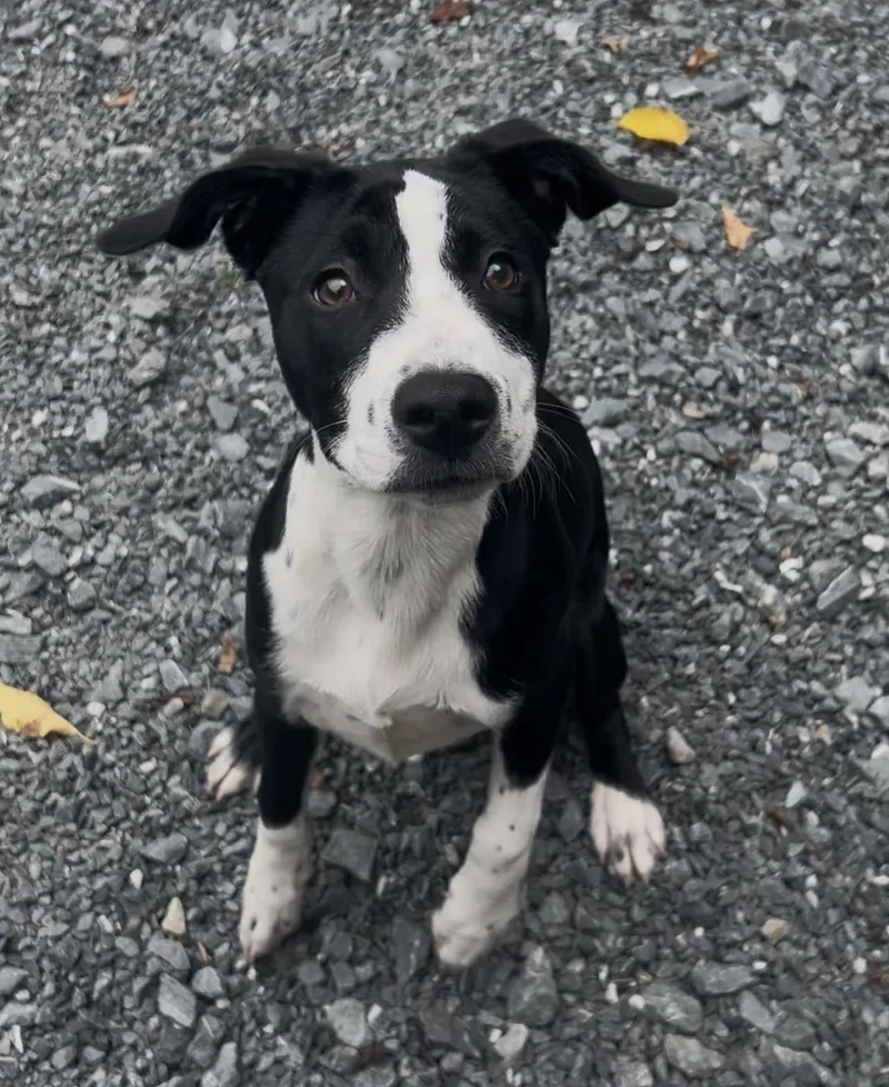 A young medium-sized female Black Australian Cattle Dog / Blue Heeler dog named Daisy for adoption in Germanton, NC
