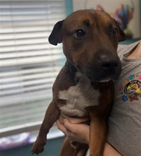 A young medium-sized male Staffordshire Bull Terrier dog named Chase for adoption in Tavares, FL