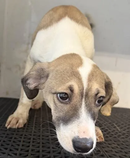 A baby small-sized female Terrier dog named Bette for adoption in Gastonia, NC
