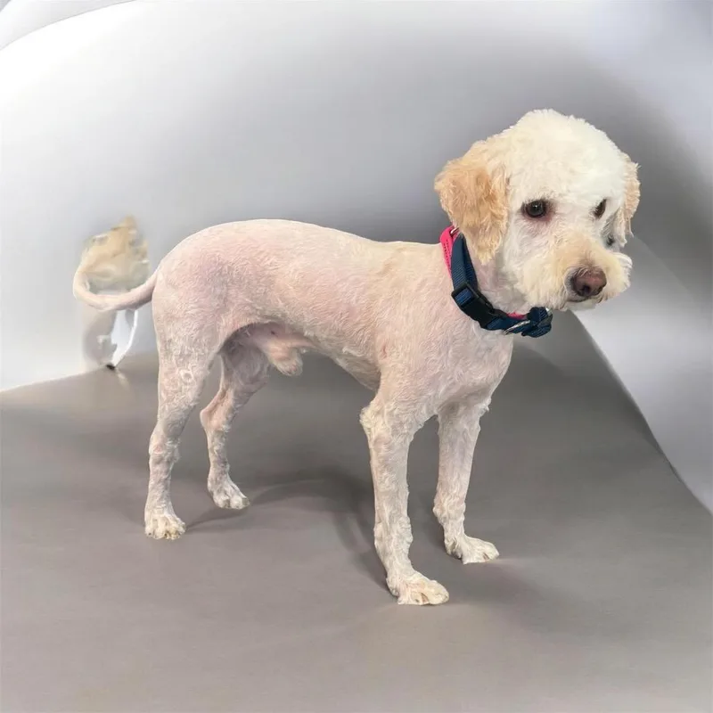 An adult small-sized male White / Cream Poodle dog named Stark for adoption in Phoenix, AZ