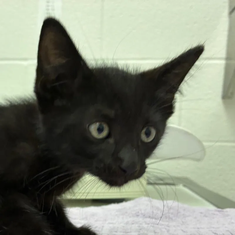 A baby small-sized male Domestic Short Hair cat named Salem for adoption in Corpus Christi, TX