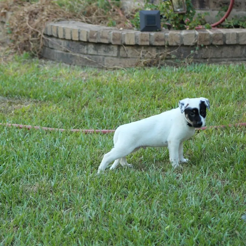 A baby medium-sized male Mixed Breed dog named Bullseye for adoption in Joshua, TX
