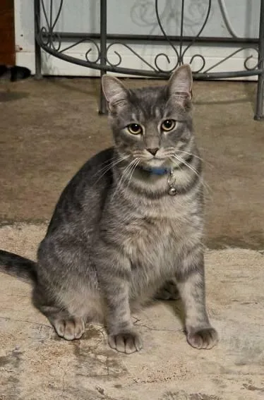 A baby small-sized male Domestic Medium Hair cat named Wasabi Matilda for adoption in Fort Worth, TX