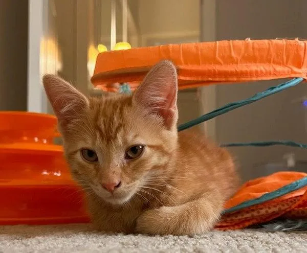 A baby small-sized male Domestic Short Hair cat named Maple Syrup for adoption in Bonsall, CA
