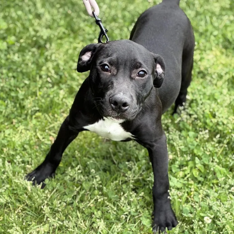 A baby medium-sized female Black Labrador Retriever dog named Kat for adoption in South Elgin, IL