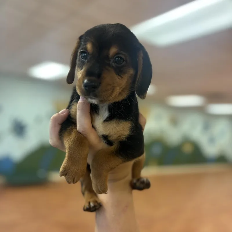 A baby medium-sized female Black Beagle dog named Tweety for adoption in Springboro, OH