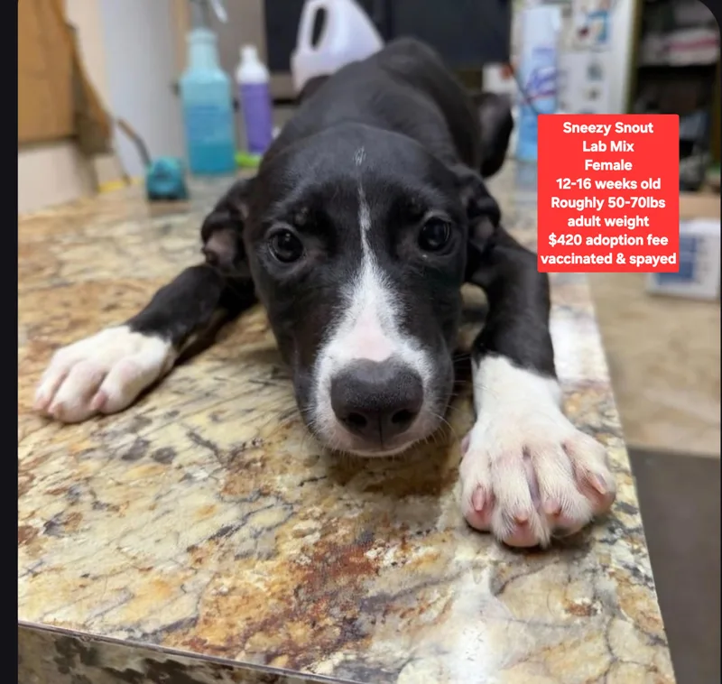 A baby large-sized female Labrador Retriever dog named Sneezy Snout for adoption in Oviedo, FL