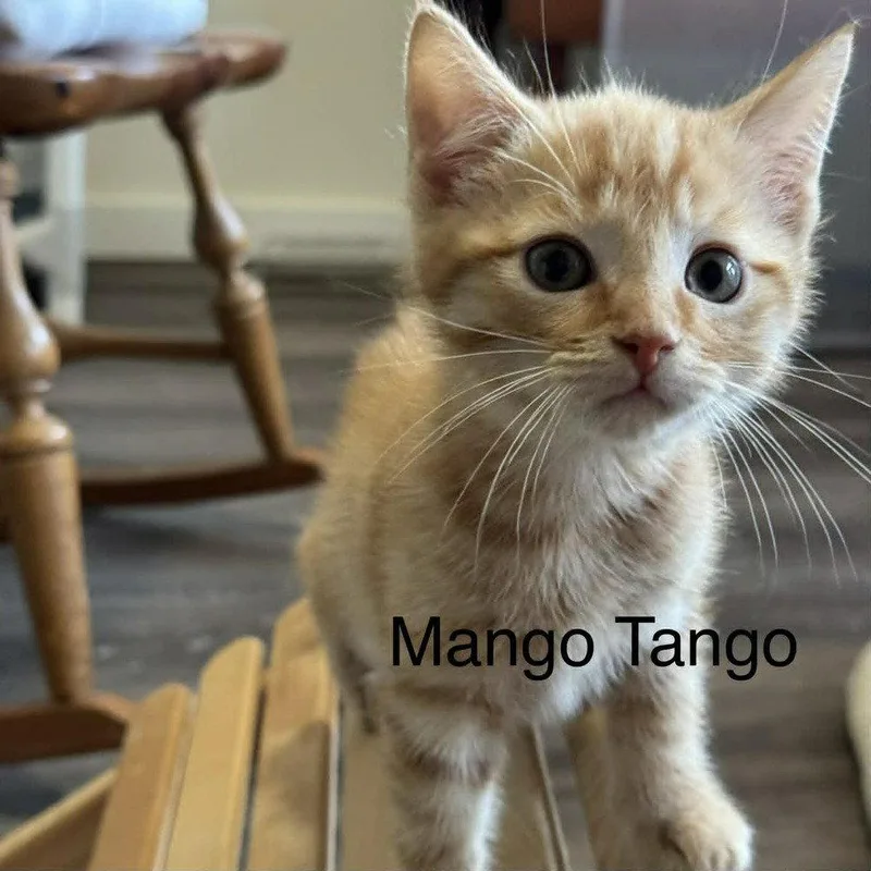 Mango Tango