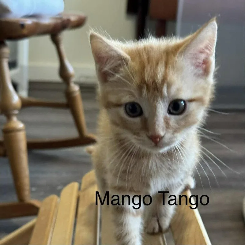 Mango Tango thumbnail 2