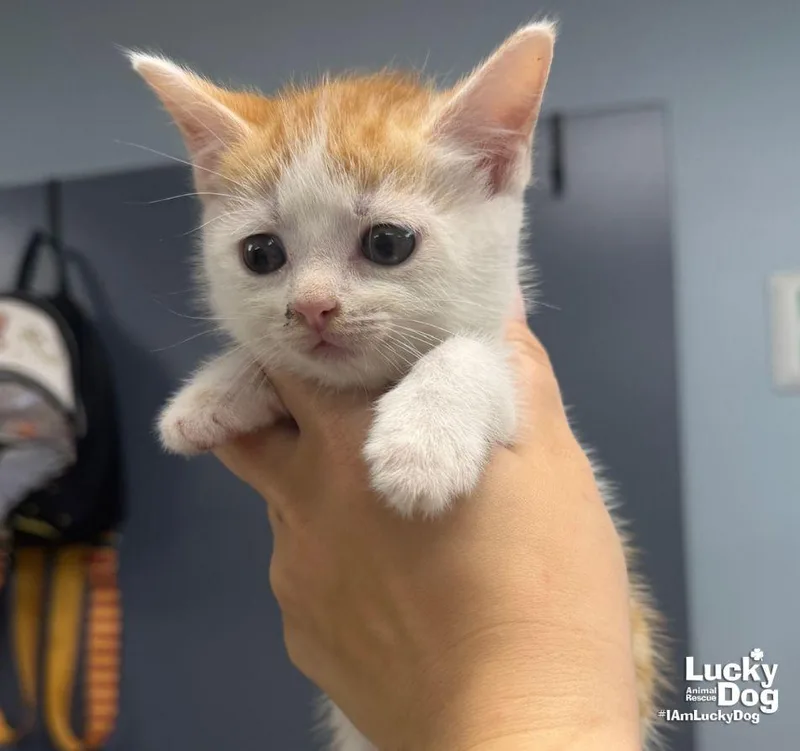 A baby medium-sized female Orange & White Domestic Short Hair cat named Eleanor for adoption in Washington, DC