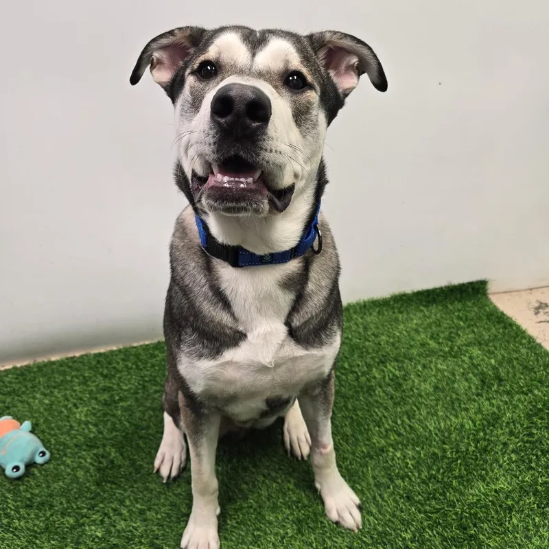 An adult large-sized male Gray / Blue / Silver Husky dog named Bartholomew for adoption in Columbia, MO