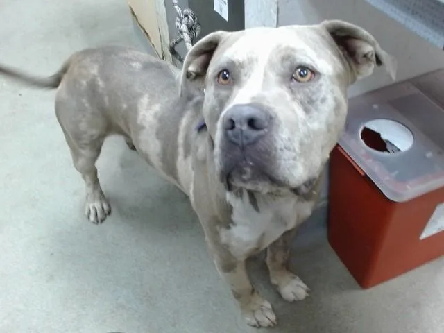A young extra large-sized male Pit Bull Terrier dog named Zuko for adoption in Salinas, CA