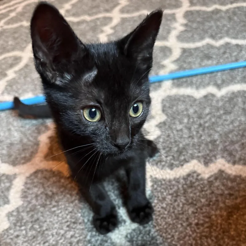 A baby small-sized male Black Domestic Short Hair cat named Salt for adoption in Wichita, KS