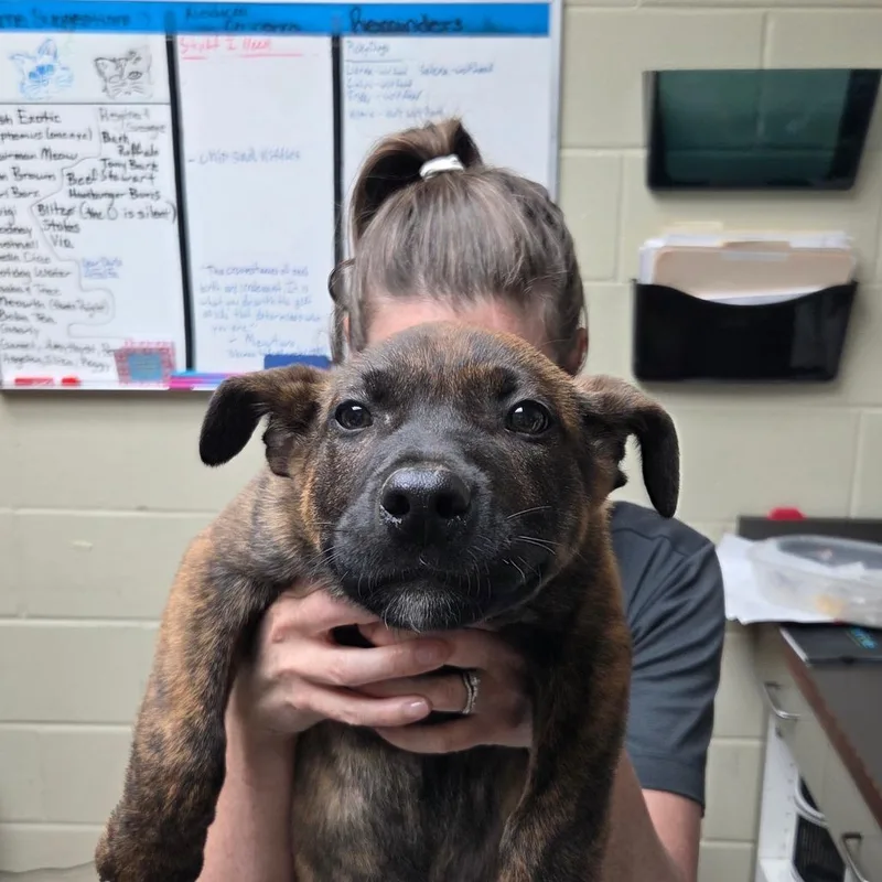 A baby small-sized male Brindle Mixed Breed dog named Snickers for adoption in Glenfield, NY