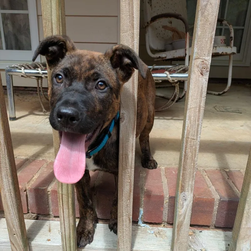 Snickers thumbnail 2