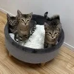 A baby medium-sized male Tabby (Brown / Chocolate) Domestic Short Hair cat named Beary for adoption in St. Augustine, FL