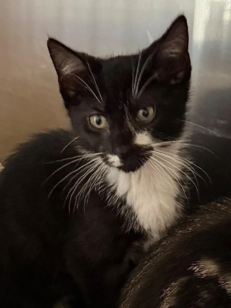 A baby medium-sized male Domestic Short Hair cat named Alfie for adoption in Pomona, NY