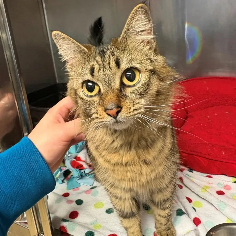An adult small-sized female Brown / Chocolate Domestic Long Hair cat named Jody for adoption in Chehalis, WA