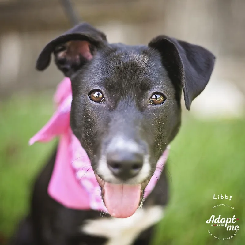 A young medium-sized female Black German Shepherd Dog dog named LIbby for adoption in Kingwood, TX