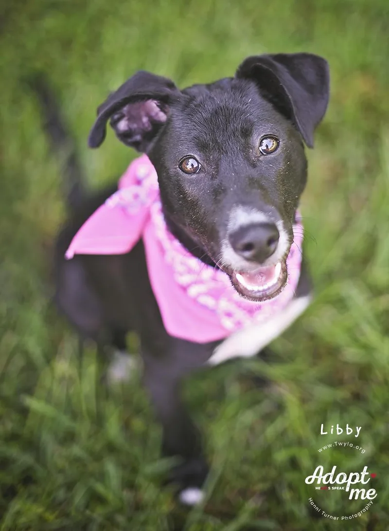LIbby thumbnail 3