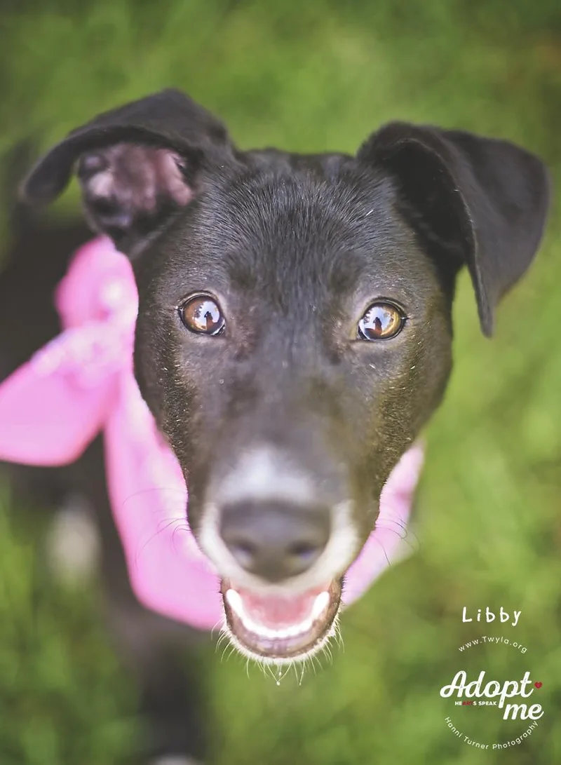 LIbby thumbnail 6