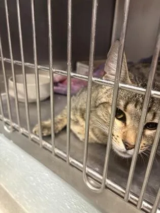 An adult medium-sized female Domestic Short Hair cat named Big Mama for adoption in Fallston, MD