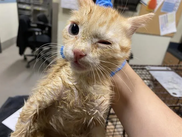 A baby small-sized male Domestic Medium Hair cat named A for adoption in Modesto, CA