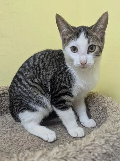 A young medium-sized female Tabby (Gray / Blue / Silver) Domestic Short Hair cat named Jelly Bean for adoption in Jackson, GA