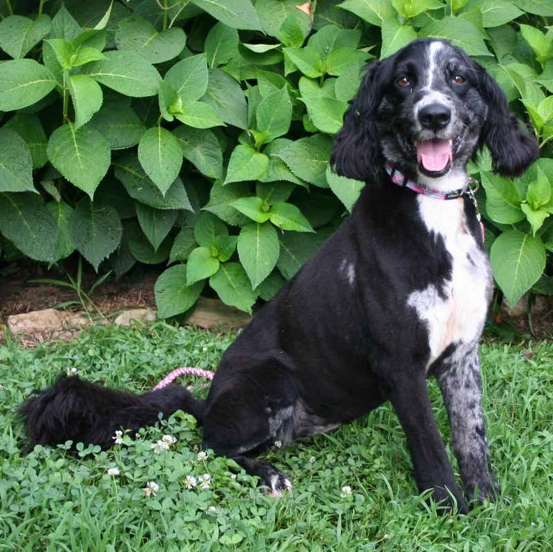 Marley Girl thumbnail 3
