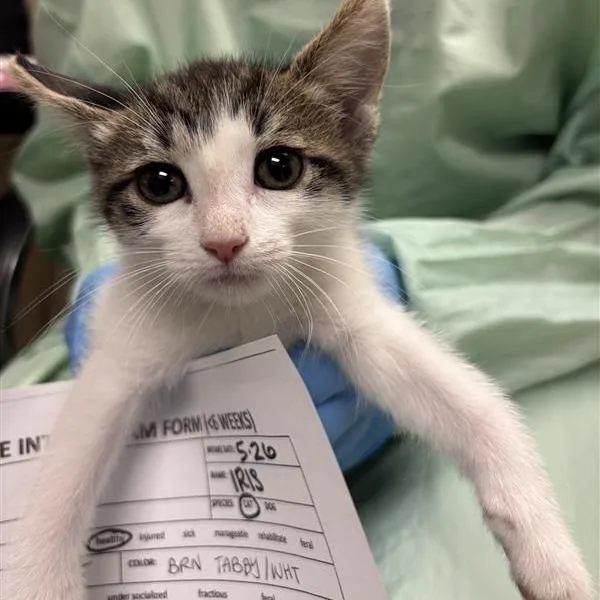 A baby small-sized female Brown / Chocolate Domestic Short Hair cat named Iris for adoption in Tempe, AZ