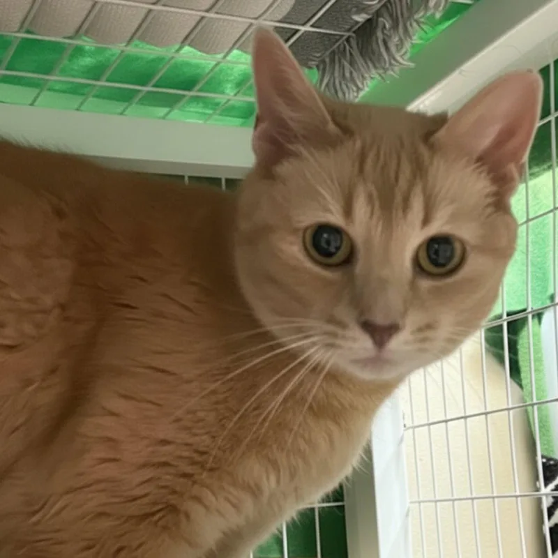 A senior medium-sized female Orange / Red Domestic Short Hair cat named Tigger for adoption in Blasdell, NY