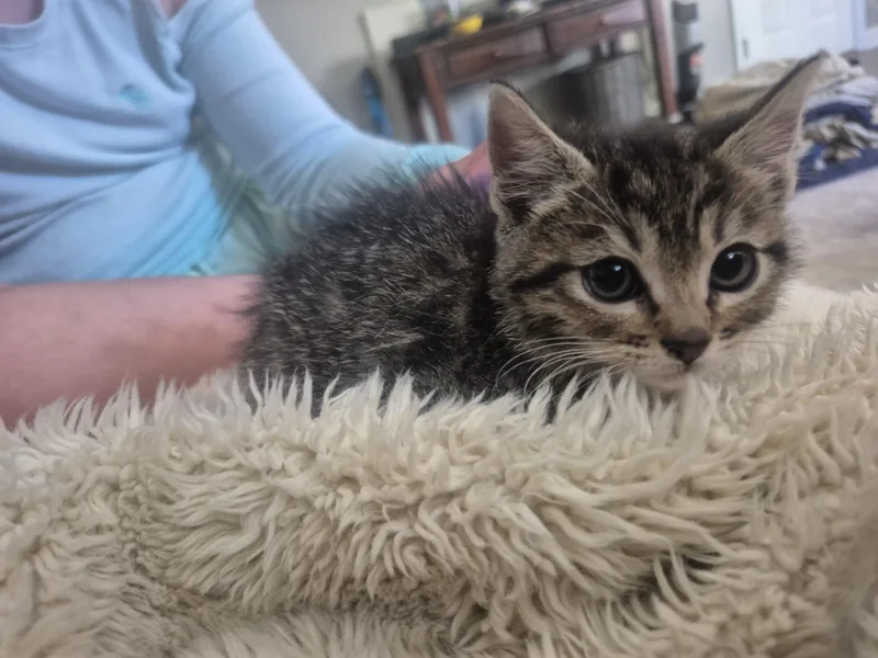 A baby medium-sized female Tabby (Brown / Chocolate) Domestic Short Hair cat named Rory for adoption in Fruit Heights, UT