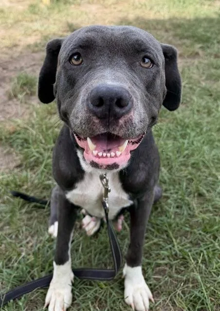 An adult large-sized female Mixed Breed dog named Samir for adoption in Columbia, SC