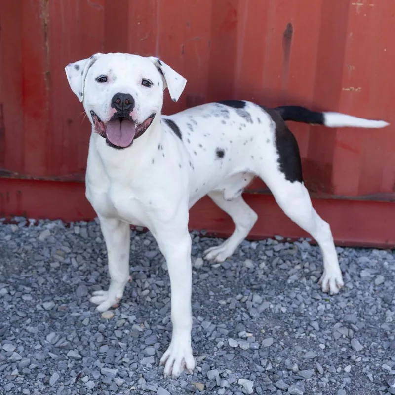 An adult medium-sized male White / Cream Mixed Breed dog named Slime for adoption in Cape Girardeau, MO