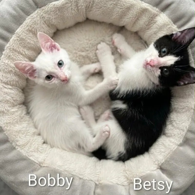 A baby medium-sized male White Domestic Short Hair cat named Bobby Blue for adoption in Wyandotte, MI