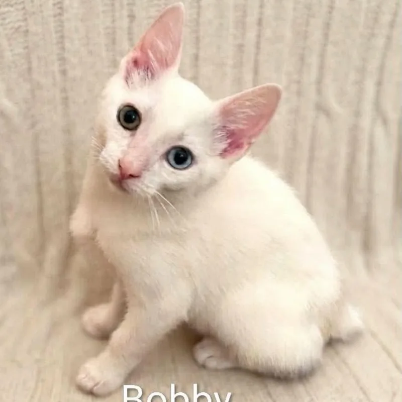 Bobby   Blue thumbnail 2