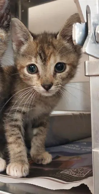 A baby small-sized female Domestic Short Hair cat named Gigi for adoption in Chula Vista, CA